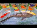 Download Lagu Unboxing Ikan Cupang Hias, Ikan Koi, Ikan Sapu-Sapu, Ikan Lele, Ikan Glowfish, Kura-Kura, Lobster