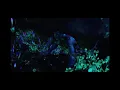 Download Lagu Avatar Night (bioluminescent plants)