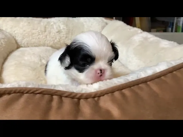 動画