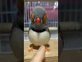 Download Lagu Suara Burung Zebra Finch || Burung Finch Jinak || Burung Finch Zebra Jantan
