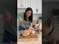 Lagu French Bulldog Attacks His Own Cake?! 😂🐶 #Dogs #Shorts #cgi #dogstory #dogs #usa #doglife #dogshorts