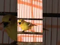 Download Lagu Sirtu Gacor Roll Tembak #shorts #sirtu #sirtugacor #birds