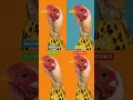 Download Lagu Songs That Sound Good Every Version: CHICKEN BANANA #shorts #trending #music #Chicken #banana #fyp