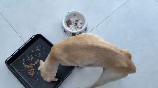 Is Nana Finally Gaining Weight?  She's On a New Treatment - Takis Shelter