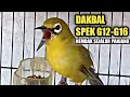 PLECI DAKBAL G12 - G16 NEMBAK WITWIT SEJALUR PANJANG || COCOK BUAT MASTERAN