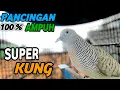 Download Lagu Perkutut lokal Gacor suara Kristal terbaik pancingan Perkutut paling ampuh bikin emosi GACOR