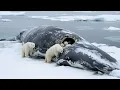 Lagu The Most Epic Comeback of Polar Bears After 140 Days of Hunger