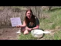 Pond Ecology Virtual Field Trip