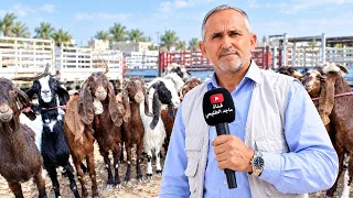 حركة مو طبيعية بعلاوي المواشي.. صاعد نازل والكل يسأل عن السبب!