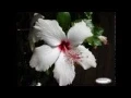 Download Lagu TUNGGULAH AKU - Orchid Abdullah