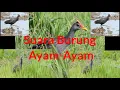 Download Lagu Suara Burung Ayam-Ayam | Utk Memikat