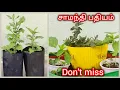 Download Lagu சாமந்தி செடி பதியம் வைக்க குறிப்புகள் samanthi cutting#tips youtube #gardening #video 