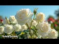 Download Lagu Самая красивая мелодия в мире🌺Самая красивая мелодия весны🌿Музыка Сергея Грищука #13