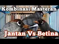 Download Lagu Kombinasi Masteran Poksay Mandarin Jantan Vs Betina Gacor Full Variasi