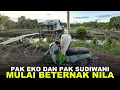 Lagu UJI COBA 600 EKOR NILA KOLAM WANI RANTAU \u0026 PAK EKO, PETANI RANTAU LAHAN TRANSMIGRASI KALIANTAN UTARA