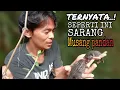 Download Lagu sarang musang pandan || tidak di sangka musang pandan bersarang di akar bambu ini