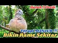 Download Lagu Suara Perkutut Lokal Gacor Panjang Dengan Kualitas Jernih