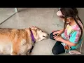 Dogs in the hospital receive two special visitors