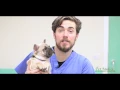 Pet Medics Veterinary Hospital