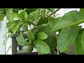 Growing a Grapefruit Tree in a Container Part 2 The fruits have arrived