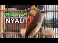 Download Lagu suara trucukan gacor NGALAS AMPUH pandai bikin BURUNG TRUCUK GACOR NYAUT