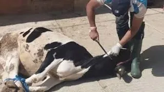 كيفيه ذبح العجل الشراري  فلوج المدبح  او الخروف الدبح دندنها