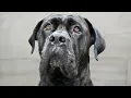 Everyone Warned Me About The Cane Corso