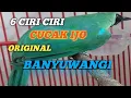 ciri ciri cucak ijo banyuwangi