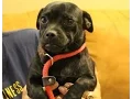 This Cute Little Mix Needs a New Family