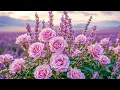 Download Lagu Rustige bloemige melodieën: een afspeellijst met prachtige melodieën om u te helpen ontspannen