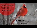 Why You Keep Seeing Cardinals Northern Cardinal Spirit Animal Cardinal Spiritual Meaning