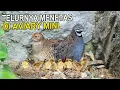 Download Lagu TELUR BURUNG PUYUH BATU MENETAS DI AVIARY MINI