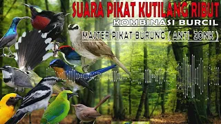 Download Kombinasi suara pikat kutilang ribut anti zonk |AMPUH MP3