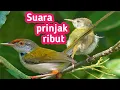 Download Lagu Suara Pikat Prenjak Liar Ribut Terbukti Ampuh