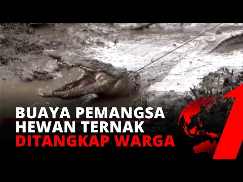 Mangsa Ribuan Ternak, Buaya Raksasa Sepanjang 2,5 Meter Ditangkap Warga | tvOne