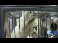 Adopt animals from the SPCA