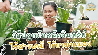 วิธีปลูกผักสลัดอินทรีย์ ไร้สารเคมี ไร้ยาฆ่าแมลง | Urban Gardening ปิ๊ง! ไอเดียปลูก
