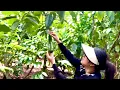 Download Lagu Experience Picking Avocados In The Garden - Ella Relax