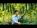 Lagu Harvesting Squash Garden to Sell at Market | Solo Survival \u0026 Rural Gardening Life