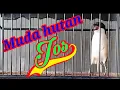 Download Lagu muda hutan agar cepat gacor, masteran cendet muda hutan, suara alam lanjut tembakan kasar