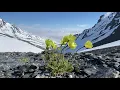 Arctic Poppies Nick s Happy Valley Thompson Pass Alaska