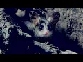 Chilean Mouse Opossum and Scorpion Fight to the Death