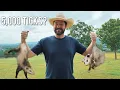 Do Possums REALLY Eat 5 000 Ticks Myth or Fact