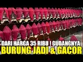 Download Lagu UPDATE HARGA BURUNG JADI \u0026 GACORAN HARI INI DIKIOS PASAR BURUNG PRAMUKA