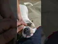 Tri Color White Blue Nose Pitbull Diesel Grandson of karma at 11months