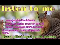 Download Lagu Suara pikat tupai paling ampuh dan jernih,กระรอกเทียบท่าทันที(no copyright)