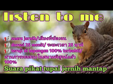 Download MP3 Suara pikat tupai paling ampuh dan jernih,กระรอกเทียบท่าทันที(no copyright)