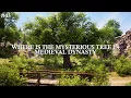 Where Is The Mysterious Tree in Medieval Dynasty