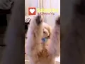 Download Lagu DJ wale, play his song. #dogvideosfunny