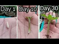 Download Lagu How to Grow Adenium Seeds with 100% Result  Desert Rose seeds Germination with all Updates